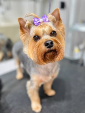 Yorkie Terrier orta tüylü, saçı örgülü, başında mor bir fiyonk olan bir köpek. Bakım salonu. Yüksek kalite fotoğraf