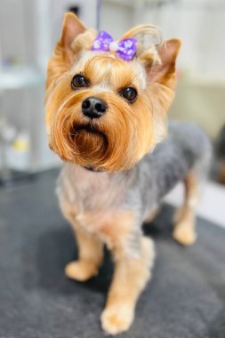 Yorkie Terrier orta saçlı, saçı örgülü ve mor kurdeleli. Bakım salonu. Sevimli hayvan. Saç kesimi ve banyodan sonra. Yüksek kalite fotoğraf