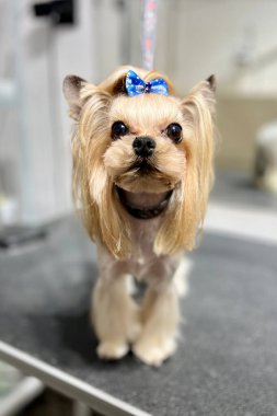 Gümüş renkli Yorkshire Teriyeri köpeği Kore kesimi kafası ve mavi kurdelesiyle siyah tımar masasında duruyor. Yüksek kalite fotoğraf