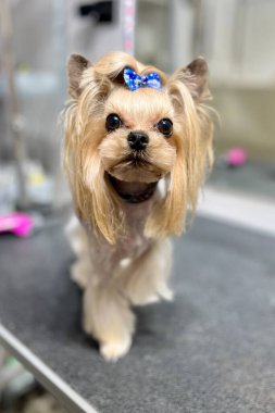 Gümüş renkli Yorkshire Teriyeri köpeği Kore kesimi kafası ve mavi kurdeleli siyah tımar masasında duruyor. Yüksek kalite fotoğraf