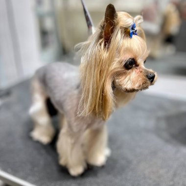 Gümüş renkli Yorkshire Teriyeri köpeği siyah tımar masasında duruyor, başında mavi fiyonk ve saç kesimi var. Yan görünüş. Yüksek kalite fotoğraf