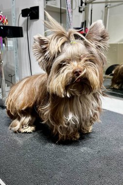 Siyah kuaför masasındaki saç kesiminden önce kahverengi bisikletçi York uzun saçı ayna evcil hayvan bakım salonunun karşısında duruyor. Yüksek kalite fotoğraf