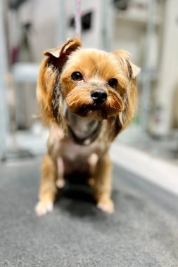 Küçük Yorkshire Teriyer Köpeğini, kuaförde ağzı açık bir şekilde tıraş ettikten sonra kapatın. Sevimli hayvan. Yüksek kalite fotoğraf