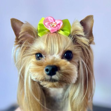 Yorkshire Terrier cinsinden, kısa saçlı, başında pembe ve yeşil kurdeleli bir at kuyruğu olan bir köpeğe yakın plan. Sevimli hayvan. Köpek bakımı. Küçük köpekler için tımarlama. Yüksek kalite fotoğraf