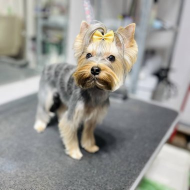 Gümüş rengi Yorkshire Teriyeri köpeği, siyah tımar masasının üzerinde duruyor, başında altın fiyonk ve orta uzunlukta saç kesimi var. Bakım salonu. Yüksek kalite fotoğraf