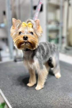 Gümüş rengi Yorkshire Teriyeri köpeği, kafasında altın fiyonkla siyah bir tımar masasında duruyor. Yüksek kalite fotoğraf