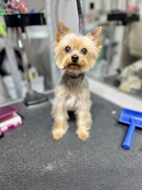 Kısa saçlı, mavi yağmurluğun yanında oturan Yorkie Terrier köpeği. Bakım salonu. Sevimli hayvan. Saç kesimi ve banyo sonrası. Yüksek kalite fotoğraf