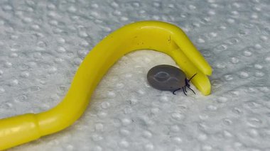 Canlı köpek kahverengi kene, beyaz peçetedeki hayvanların kenelerini çekmek için sarı kancada sürünen köpeği uzaklaştırdı. Beyin iltihabı tiki. tehlikeli böcek