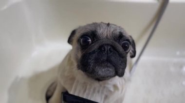 Köpekli banyoyu bej tımar küvetinde kapatın. Sevimli hayvan. Bak. Islak köpek. Bakım salonu