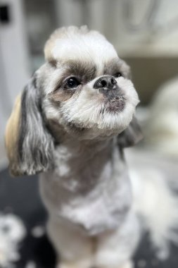 Turuncu şapkalı Shih Tzu köpeği kısa saç ve uzun kulaklarla tımarlandıktan sonra siyaha oturur. Hijyen. Bakım salonu. Yüksek kalite fotoğraf