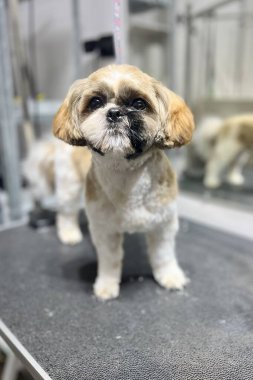 Bej bej beyazı, altı shih tzu köpeğiyle siyah tımar masasında dikiliyordu. Köpek tıraşlı, uzun kulaklı ve aynalı arka planı vardı. Bakım salonu. Saç kesiminden sonra sevimli. Yüksek kalite fotoğraf
