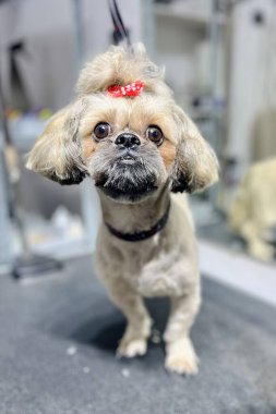 Siyah tımar masasında, kısa saçlı ve kuaförde banyo yaptıktan sonra kırmızı kurdele takan sevimli bir bej köpek oturuyor. Hayvan bakımı. kopyalama alanı. Yüksek kalite fotoğraf