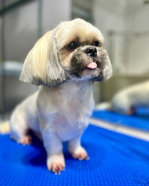 Saç kesiminden sonra bej shih tzu 'yu kapat. Mavi tımar masasında uzun kulakları olan bir dille oturur. Sevimli hayvan. Yüksek kalite fotoğraf
