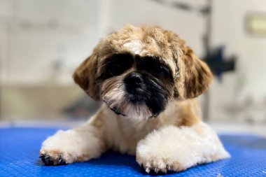 Kürk rengi kahverengi benekli Shih Tzu köpek yavrusu beyazı saç tıraşı ve banyodan sonra kuaförde mavi tımar masasında yatıyor. Sevimli hayvan. Yüksek kalite fotoğraf