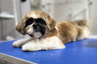 Kürk rengi kahverengi benekli Shih Tzu köpek yavrusu beyazı saç tıraşı ve banyo sonrası kuaförde mavi tımar masasında yatıyor. Yüksek kalite fotoğraf