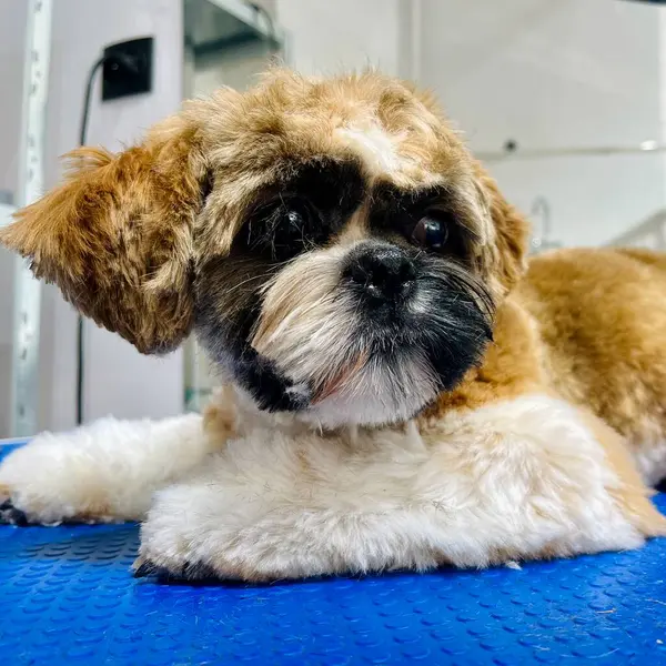 Saçını kestirdikten ve banyo yaptıktan sonra mavi bir tımar masasında uzanan kahverengi benekli beyaz shih tzu köpeğinin fotoğrafını çek. Sevimli hayvan. Yüksek kalite fotoğraf