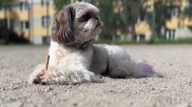 Yumuşak Shih Tzu pençesinde bir sopayla yerde dinleniyor. Arka planda ağaçlar olan bir yerleşim bölgesinde güneşli bir gün. Yüksek kaliteli HD görüntüler
