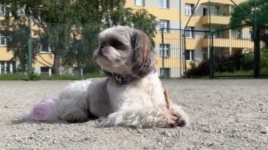Şirin Shih Tzu köpeği çakıl yolunda yatıyor, patisiyle küçük bir sopa tutuyor. Rahat bir evcil hayvanla sakin bir ortam. Yüksek kaliteli HD görüntüler