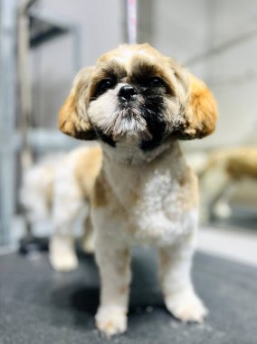Bej bej beyazı, altı shih tzu köpeğiyle siyah tımar masasında dikiliyordu. Köpek tıraşlı, uzun kulaklı ve aynalı arka planı vardı. Bakım salonu. Saç kesiminden sonra sevimli. Yüksek kalite fotoğraf