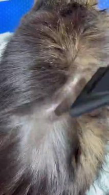 Kuaförde saç kurutma makinesiyle bir Maine Rakunu 'nu kurutma işlemi. Sakin ol tatlım. Yüksek kaliteli HD görüntüler