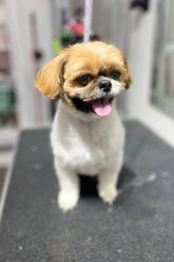 Siyah tımar masasında beyaz ve kahverengi saçlı, ağzı açık bir shih tzu köpeği oturuyor. Yüksek kalite fotoğraf