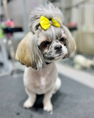 Kafasında yeşil bir fiyonk olan Shih Tzu köpeği kısa saç kesiminden sonra siyah bir kolesistektomiye oturur. Hijyen. Yüksek kalite fotoğraf