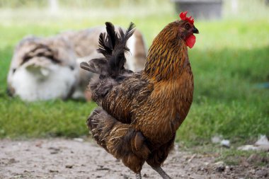 Yakınlarda yeşil çimlerin üzerinde kırmızı tüylü bir tavuk var. Yan görünüş. Çiftlik. Tarımcılık. Yüksek kalite fotoğraf