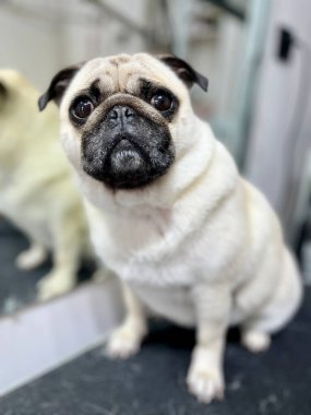 Güzel, genç bir köpek, kuaförde büyük bir aynanın yanına tımar işlemleri yaptıktan sonra oturur. Yüksek kalite fotoğraf