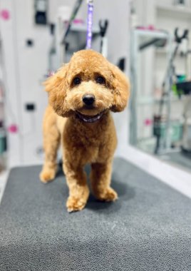 Tımardan sonra sevimli Maltipoo, düzgün, kıvırcık bir paltoyla, profesyonel bir evcil hayvan salonundaki bakım masasında poz veriyor, evcil hayvan fotoğrafçılığı için ideal..