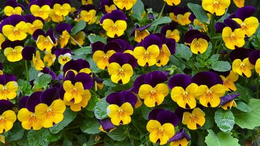 Kırsal bir tencerede sarı ve mor hanım evlatlarından oluşan bir küme, tuğla bir zemin üzerine kurulmuş, bahçe ve çiçek fotoğrafçılığı için mükemmel..