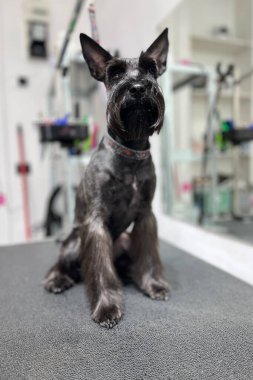 Siyah minyatür schnauzer, modern evcil hayvan salonundaki bakım masasında yeni hazırlanmış ve poz vermiş..