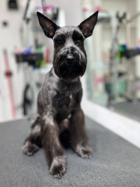 Geleneksel sakallı şık siyah schnauzer tımar seansından sonra gururla oturur..