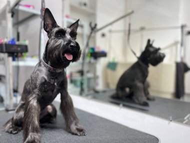 Bir kuaförde taranmış siyah bir schnauzer 'ın yakın plan fotoğrafı..
