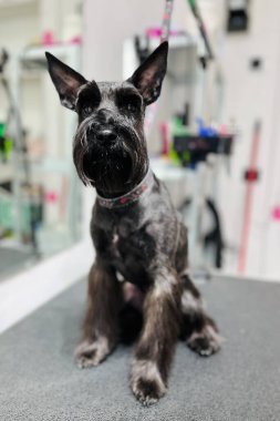 Bir kuaförde taranmış siyah bir schnauzer 'ın yakın plan fotoğrafı..