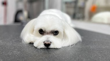 Beyaz bir Maltese 'nin yakın çekimi, uzun ipek saçlar, bir bakım masasında uzanan, temiz ve fırçalı palto, sakin ve rahat bir evcil hayvan..