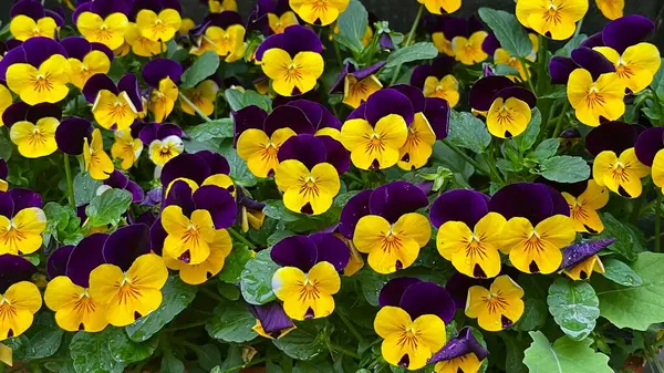 Kırsal bir tencerede sarı ve mor hanım evlatlarından oluşan bir küme, tuğla bir zemin üzerine kurulmuş, bahçe ve çiçek fotoğrafçılığı için mükemmel..