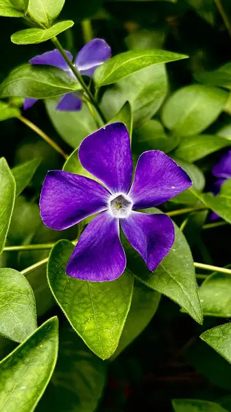 Canlı, mor Madagaskar menekşesi çiçeğinin göz kamaştırıcı yakın çekimi. Çiçek ve doğa temaları için mükemmel, doğal bir bahçe ortamında yemyeşil yaprakların arasında çiçek açıyor.