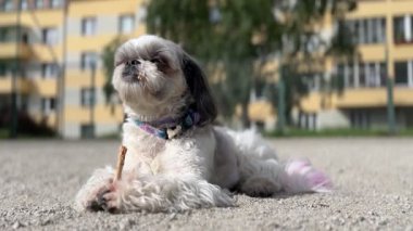 Shih Tzu köpeği, çakıllı bir yüzeyde sakince uzanıyor ve uzaklığa bakıyor. Şehir parkı ortamında sakin bir hayvan.