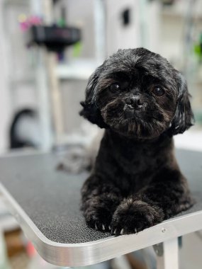 Köpek bakımı, tımar ve evcil hayvan fotoğrafçılığı için mükemmel olan bir kuaför salonundaki tımar masasında yeni dikilmiş siyah bir Shih Tzu yatıyor..