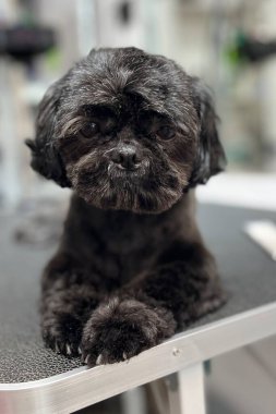 Sevimli siyah Shih Tzu tımar edildikten sonra, profesyonel bir evcil hayvan salonundaki bakım masasında dinleniyor, evcil hayvan bakımı ve köpek tasarımı için ideal..
