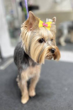Eşsiz bir şekilde bakımlı Yorkshire Teriyeri. Sırtı katmanlı ve sarı kurdeleli. Bir evcil hayvan salonundaki bakım masasında duruyor.