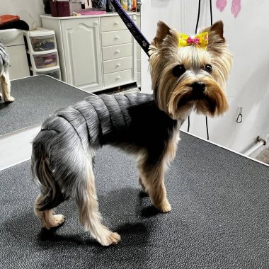 Taze bakımlı Yorkshire Teriyeri bir evcil hayvan salonundaki bakım masasında duruyor. Köpek bakımı, hayvan stili ve fotoğraf teması için mükemmel.