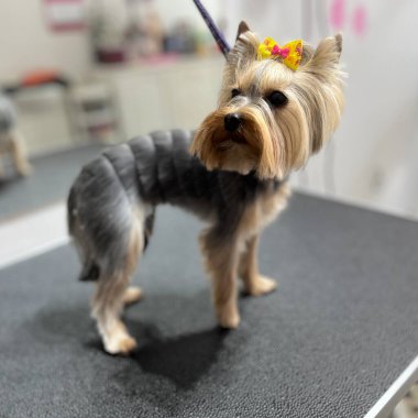 Sevimli Yorkshire Teriyeri, tımardan sonra, sarı kurdeleyle süslenmiş, profesyonel bir evcil hayvan dükkanında bakım masasında poz veriyor, evcil hayvan bakımı için ideal..