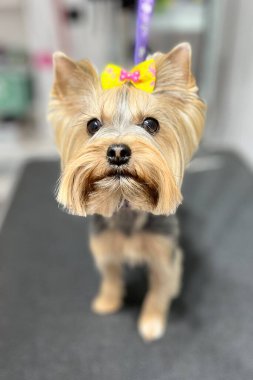 Eşsiz bir şekilde bakımlı Yorkshire Teriyeri. Sırtı katmanlı ve sarı kurdeleli. Bir evcil hayvan salonundaki bakım masasında duruyor..