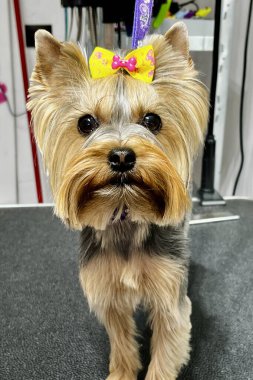 Zarif Yorkshire Teriyeri ayırt edici katmanlı süslemesi ve sarı yayıyla modern bir evcil hayvan salonundaki bir bakım masasında poz veriyor. Hayvan bakımı fotoğrafçılığı için mükemmel..