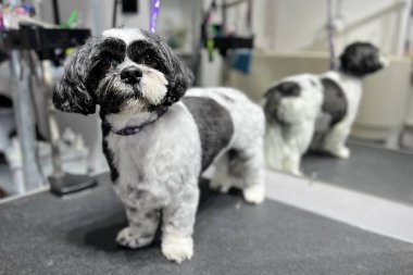 Bir evcil hayvan salonundaki siyah-beyaz bir Shih Tzu aynadaki yansıması ile bir bakım masasında duruyor, köpek bakımı teması için mükemmel..