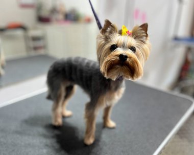 Eşsiz bir şekilde bakımlı Yorkshire Teriyeri. Sırtı katmanlı ve sarı kurdeleli. Bir evcil hayvan salonundaki bakım masasında duruyor..