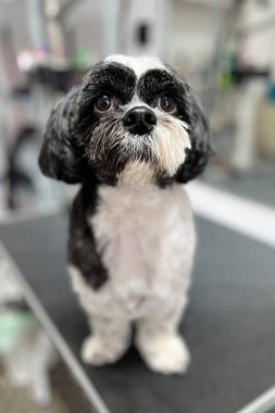 Modern bir evcil hayvan salonundaki tımar masasında siyah-beyaz Shih Tzu 'nun ayna yansıması var. Evcil hayvan bakımı için harika..