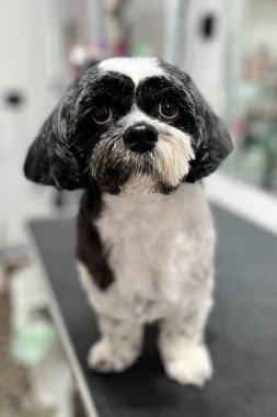 Süslü siyah beyaz Shih Tzu tımar sonrası, aynalı arka planı olan bir tımar masasında duruyor, köpek bakıcılığı için mükemmel..