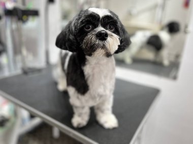Bir kuaförde, siyah-beyaz şık Shih Tzu bir kuaför masasında ayna yansıması ile, köpek tımar hizmetleri için harika..